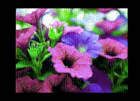 pink-purple-flowers-hd_out.png